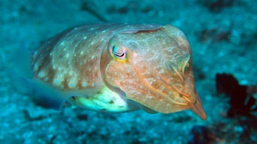 Cuttlefish and their amazing technicolor dreamcoats