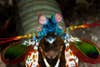 (GERMANY OUT)   Mantis Shrimp, Odontodactylus scyllarus, Ambon, Moluccas, Indonesia   (Photo by Reinhard Dirscherl\ullstein bild via Getty Images)