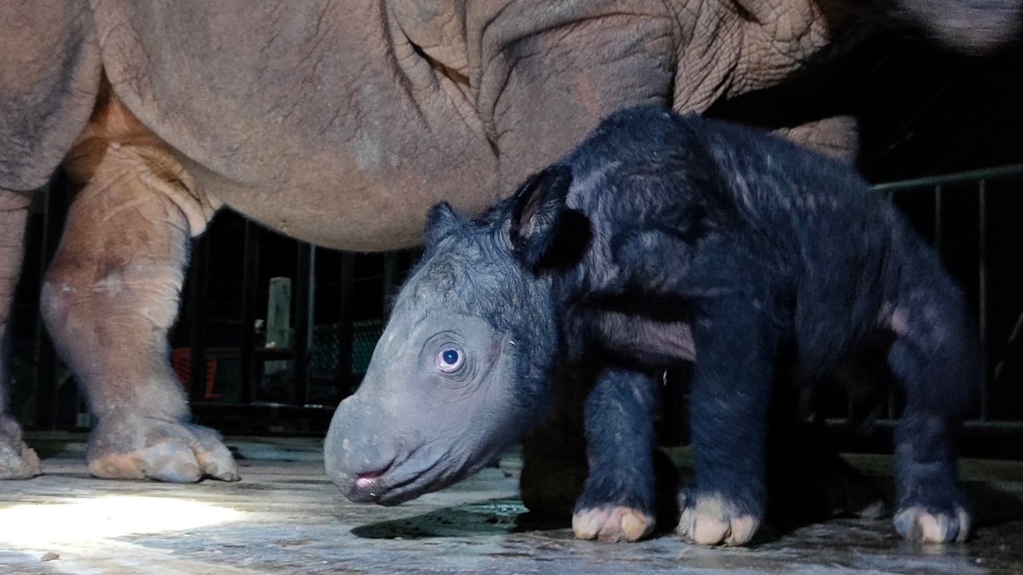 A newborn rhino calf stands under his mother. He is black and does not have his signature horns in yet.