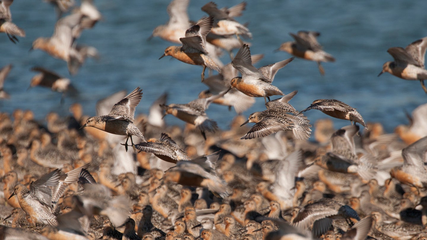 The red knot is one of some 350 North American bird species that migrate.