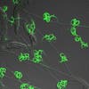 Traps laid by A. oligospora to catch nematodes shown glowing in green. CREDIT Hung-Che Lin