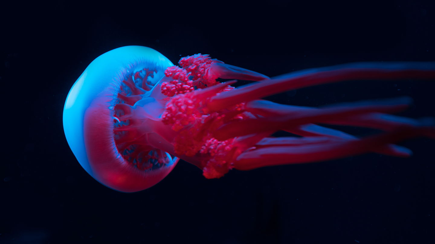 Even without brains, jellyfish learn from their mistakes